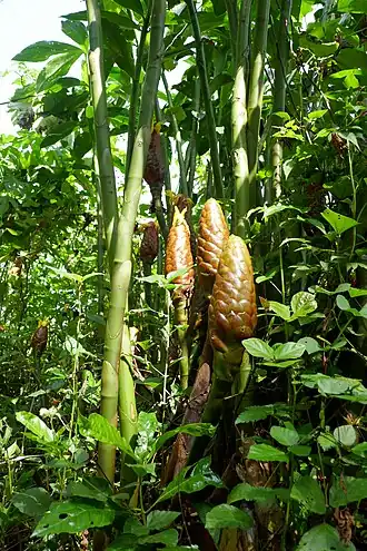 Description de cette image, également commentée ci-après