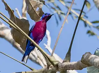 Description de l'image Cotinga cotinga Purple-breasted Cotinga (male); Amazonia National Park, Itaituba, Pará, Brazil (cropped).jpg.