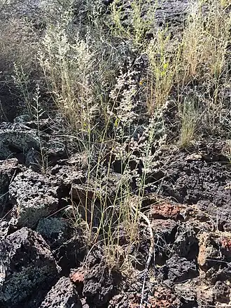 Description de l'image Cottea pappophoroides imported from iNaturalist photo 25764630 on 28 March 2020.jpg.