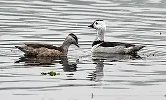 Nettapus coromandelianus