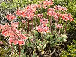 C. orbiculata (Cape point, Afr. du Sud)