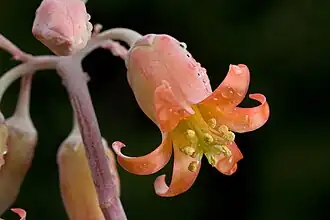 Cotyledon orbiculata : hexamère