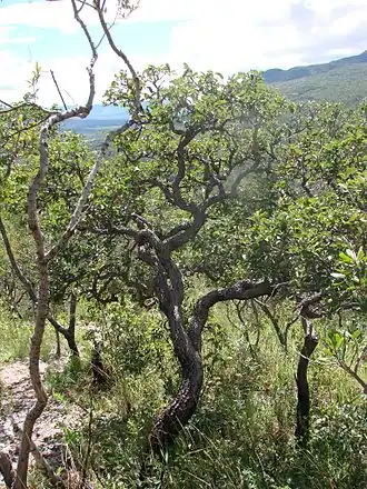 Description de cette image, également commentée ci-après