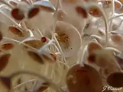 Couleur rouge inhabituelle