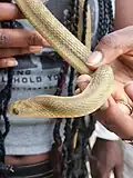 Couleuvre du genre Dasypeltis aussi appelée « serpent mangeur d’œufs »,  au Sénégal, à pupille verticale. Non venimeux.