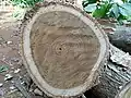 Coupe de tronc de tectona grandis, forêt classée de la Lama, commune de Zogbodomey au Bénin