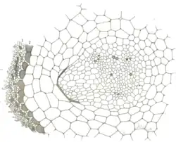Coupe transversale de la racine de Monotropa hypopitys avec l'origine d'une radicelle : 1. le mycélium enveloppant la racine ; 2. l'épiderme de la radicelle à l'état mort. X300