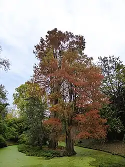 N° 18Cyprès chauves.