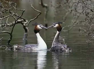 Couple de Grèbes huppés.