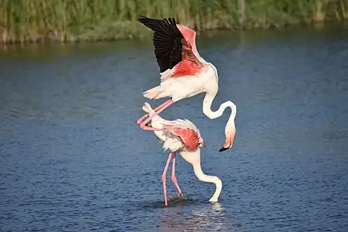 Accouplement de flamants roses dans le parc ornithologique de Pont-de-Gau.