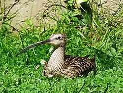 Vue d'une espèce d'oiseau, le courlis cendré.