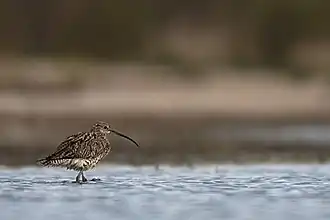 Courlis cendré sur un étang.