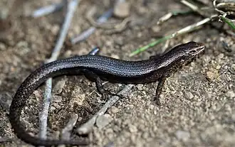 Description de l'image Coventrys Skink (Niveoscincus coventryi) (8578799797).jpg.