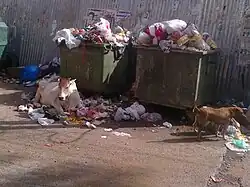 Chien éboueur en Inde