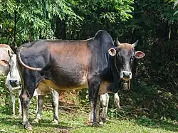 Une vache dans le parc