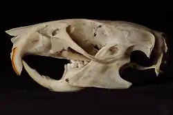 Crâne de rat noir (Rattus rattus), comme beaucoup d'animaux les rat possèdent un diastème entre les incisives et les prémolaires.