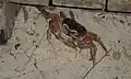 Crabe caridsoma carnifex, Ko Miang