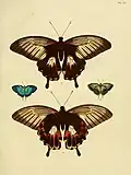 Papilio deiphobus femelle (figure du bas)