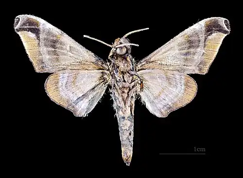 Revers du mâle MHNT.