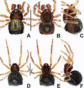 Description de l'image Crassignatha baihua (10.3897-zookeys.988.56188) Figure 1.jpg.