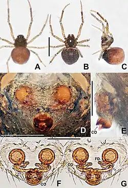 Description de l'image Crassignatha bangbie (10.3897-zookeys.988.56188) Figure 3.jpg.