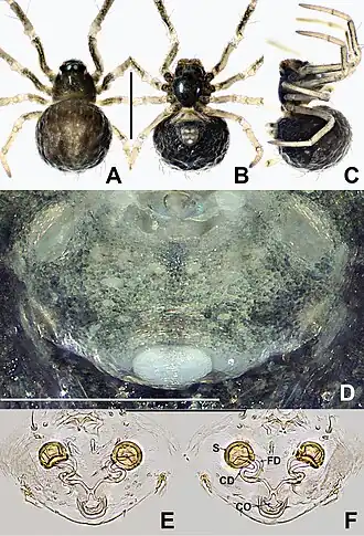 Description de l'image Crassignatha changyan (10.3897-zookeys.988.56188) Figure 5.jpg.
