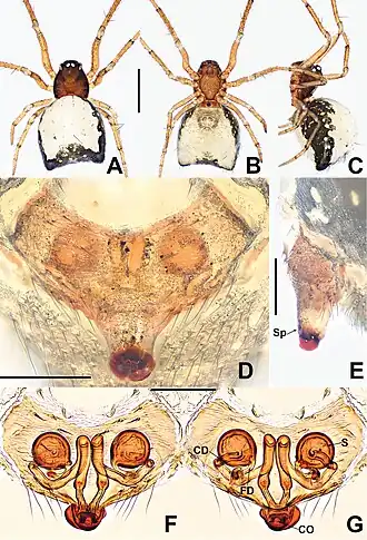 Description de l'image Crassignatha dongnai (10.3897-zookeys.988.56188) Figure 6.jpg.
