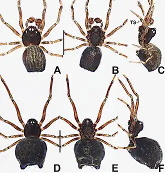 Description de l'image Crassignatha ertou (10.3897-zookeys.988.56188) Figure 7.jpg.