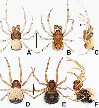 Description de l'image Crassignatha gucheng (10.3897-zookeys.988.56188) Figure 9.jpg.