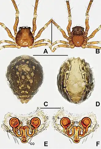 Description de l'image Crassignatha gudu (10.3897-zookeys.988.56188) Figure 11.jpg.