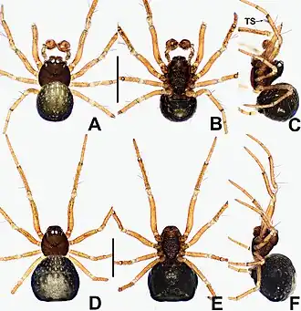 Description de l'image Crassignatha mengla (10.3897-zookeys.988.56188) Figure 12.jpg.