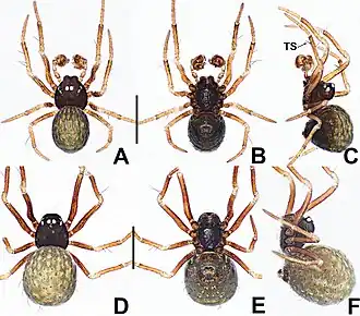 Description de l'image Crassignatha nantou (10.3897-zookeys.988.56188) Figure 14.jpg.