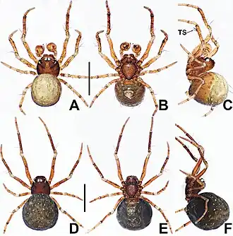 Description de l'image Crassignatha nasalis (10.3897-zookeys.988.56188) Figure 16.jpg.