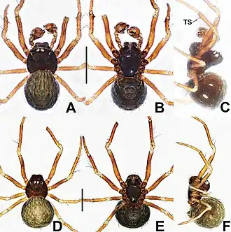 Description de l'image Crassignatha pianma (10.3897-zookeys.988.56188) Figure 18.jpg.