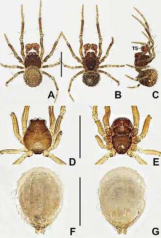 Description de l'image Crassignatha quanqu (10.3897-zookeys.988.56188) Figure 22.jpg.