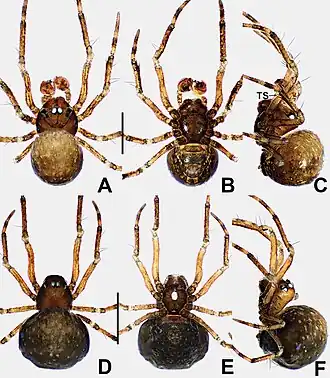 Description de l'image Crassignatha rostriformis (10.3897-zookeys.988.56188) Figure 24.jpg.