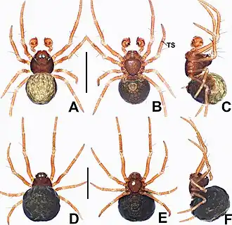 Description de l'image Crassignatha shunani (10.3897-zookeys.988.56188) Figure 28.jpg.