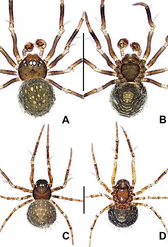 Description de l'image Crassignatha si (10.3897-zookeys.988.56188) Figure 30.jpg.