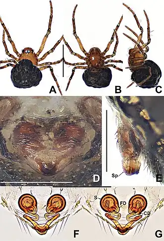 Description de l'image Crassignatha thamphra (10.3897-zookeys.988.56188) Figure 32.jpg.