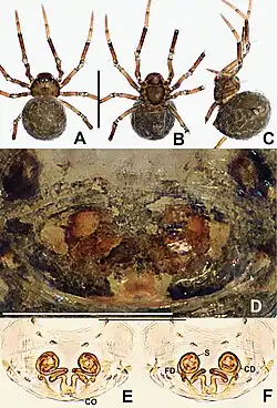 Description de l'image Crassignatha xichou (10.3897-zookeys.988.56188) Figure 33.jpg.