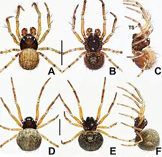 Description de l'image Crassignatha yamu (10.3897-zookeys.988.56188) Figure 34.jpg.