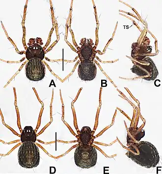 Description de l'image Crassignatha yinzhi (10.3897-zookeys.988.56188) Figure 36.jpg.