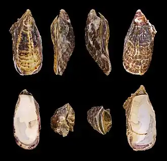 Crassostrea gigas (Ostreida)
