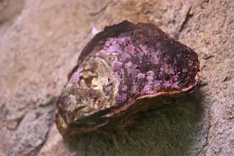 Magallana nippona&nbsp;(en)