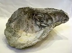 Crassostrea titan (fossile, non listé dans WoRMS mais présent dans la Paleobiology Database)
