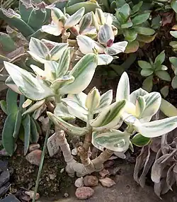 C. o. var. Tricolor.