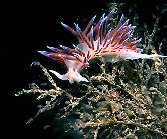 Cratena peregrina, un Nudibranchia