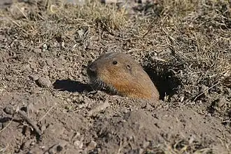 Description de l'image Cratogeomys goldmani goldmani 297039.jpg.