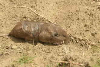 Description de l'image Cratogeomys merriami 277936069.png.