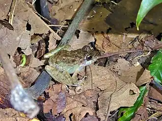 Description de l'image Craugastor charadra 13467758.jpg.